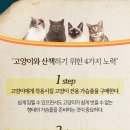 산책하는 고양이 이미지