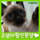 도도한 개냥이 이미지