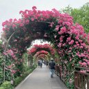 장미카센타 이미지