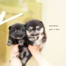 소문난 강아지 이미지