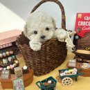 오독안심분양센터 강아지분양 고양이분양 대구점 이미지