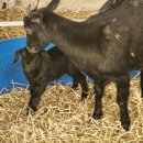 시골흑염소 이미지