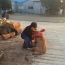 안양펫애견용품할인마트 이미지