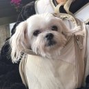 석모도 | 강화도 반려견 동반 식당 강화 석모도 춘하추동 꽃게탕 내돈내산 후기