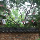 담장너머 이미지