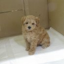 코코목욕 이미지