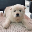 하오개길 이미지