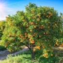 [포크] Fruit Tree by Nick Drake 이미지