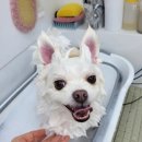 미라클 그루밍 이미지