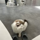 고양이카페 랙돌 이미지
