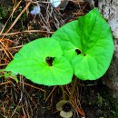 족두리풀, 둥근잎천남성 이미지