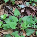 죽항도선착장 | [진도] 하조도(돈대봉) 산행후기---2022년 5월 7일(토)