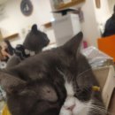 냥이놀이터 이미지