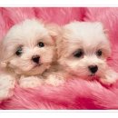 멍이와냥이 이미지