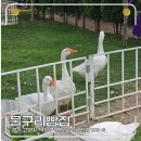 물수 | 고양 카페 추천 거위와 놀 수 있는 물구리빵집 방문 후기