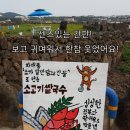 볼레낭집 | [제주도][우도][숙소/맛집추천]우도 볼레낭펜션 &amp; 포킹 &amp; 타코밤