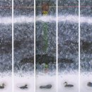 제주피움 이미지