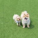 셀럽도기 이미지