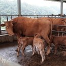 한우사육 이미지