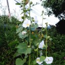 향촌가든 이미지