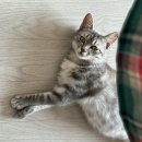 겨울나는나비 동물병원 이미지