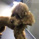 제시 펫 살롱 이미지