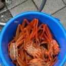강릉 주문진 어민 수산시장 홍게 먹은 후기 / 맛있는 홍게 고르는 법