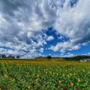 호로고루성지 해바라기~^^ 이미지