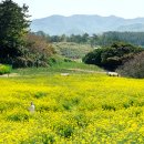 파란 하늘 아래 환상적인 노란 물결&#34;... 5월 가볼만한 국내 유채꽃 명소 추천 이미지