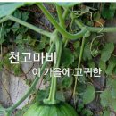 호박넝쿨 이미지