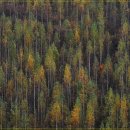 ♣10/20(토) 노란빛 일렁이는 비밀의 숲 홍천 은행나무 숲 & 하얀 숲속의 여신의 속삭임 원대리 자작나무 숲트레킹 이미지