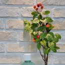 힐탑약국 이미지