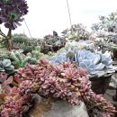 가온농장 이미지