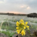 소섬바당 | 제주안에 작은섬 우도 그안에 소섬바당[게스트하우스 소섬바당]