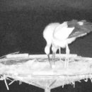 서산버드랜드 이미지