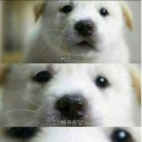 멜팅피자