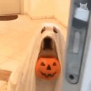 오르브와 이미지