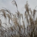 일억조식당 이미지