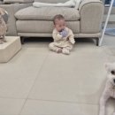 퍼피원데이 이미지