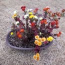 곰배령 팜스테이 이미지