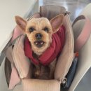 7422 | 16시간 근무 후 뽀뽀랑 힐링 데이트, 천안 멍마일카페 솔직후기250127)