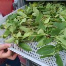 의술농장 이미지