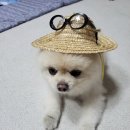 뚱이이모네 이미지