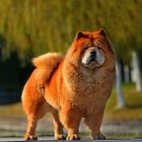 차우차우 (Chow Chow) 이미지