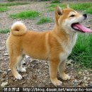 왕초켄넬 이미지