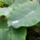 선경자전거 이미지