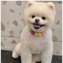 서면애견미용 맘바이 강아지 미용실 이미지