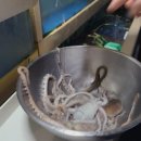 낙지마을해물구이