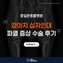 잠실베스트동물병원 수술재활센터 | 강아지 십자인대 파열 증상 검사, 수술 치료 후기