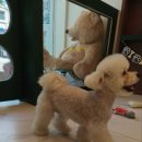 강아지미용실_편안 이미지